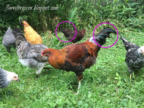 Easter Egger Hen Vs Rooster