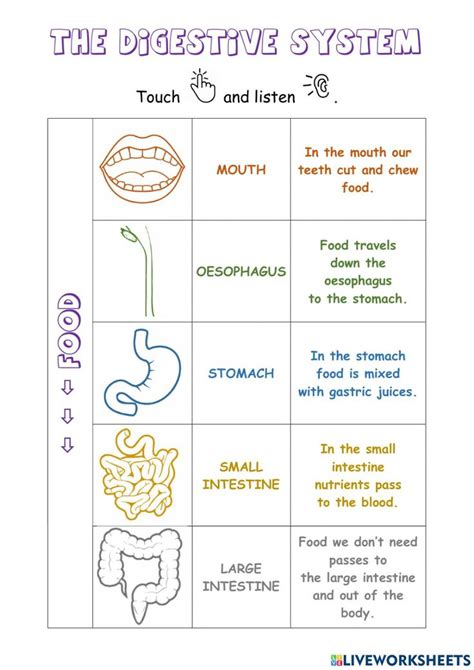 The Digestive System Worksheet Digestive System Digestive System