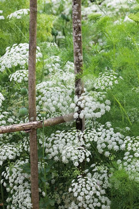 Ammi Majus Plants White Gardens Queen Annes Lace