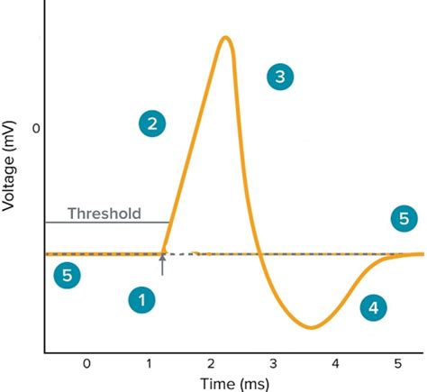 Action Potential Diagram Quizlet