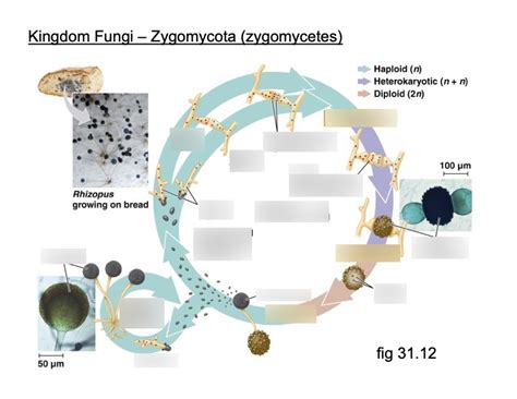 Zygomycota life cycle Diagram | Quizlet