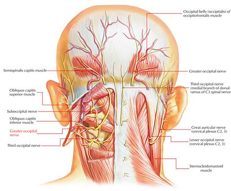 Occipital Neuralgia Causes Symptoms Diagnosis Treatment And Prognosis