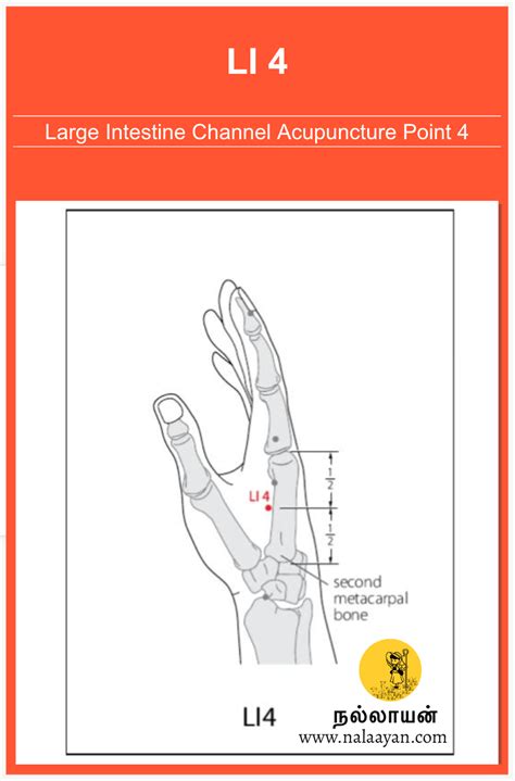 Li Acupuncture Point In Acupuncture Acupuncture Points