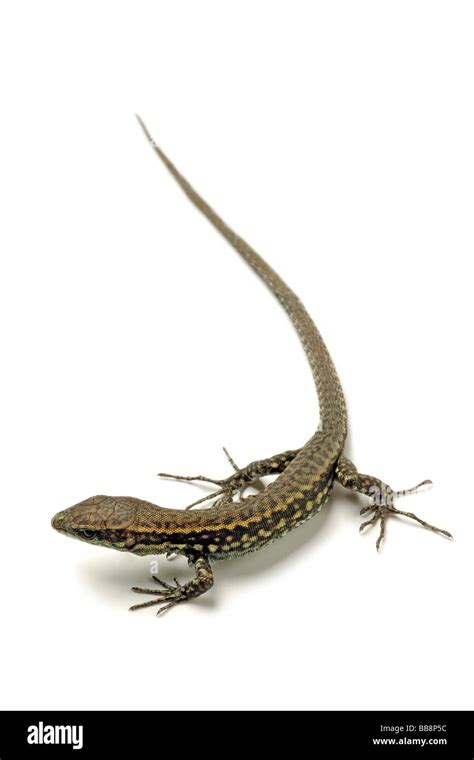 a common lizard on white Stock Photo - Alamy