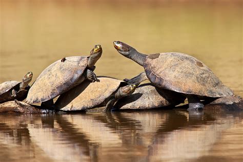 Yellow-spotted Amazon River Turtles on Log Photograph by Aivar Mikko ...