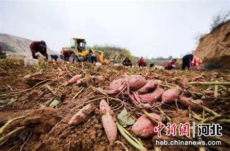 河北武安：“甜蜜”产业小红薯 拓宽乡村振兴路——中国新闻网河北