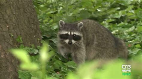 Raccoon droppings may have led to rare infection in King Co. toddler ...