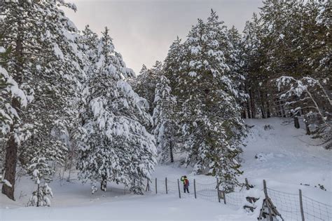 冬天在树林里的松针上积雪高清图片下载 正版图片505120223 摄图网