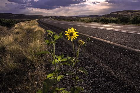 HD wallpaper: road, flower, landscape | Wallpaper Flare