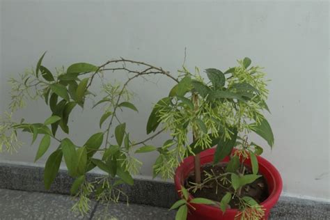 Planta galán de noche cuándo florece Huerto en casa