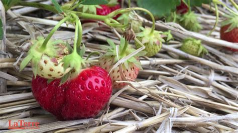 La Saison Des Fraises Est Arriv E Youtube