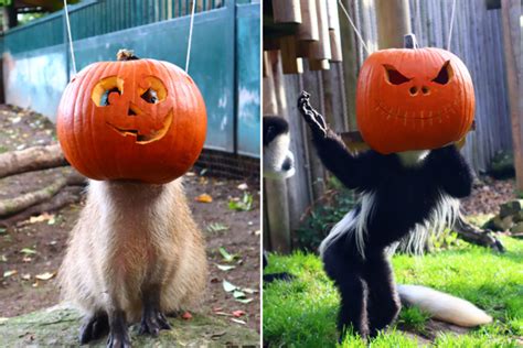 Zoo Animals Take Part In Pumpkin Head Challenge With Hilarious Results