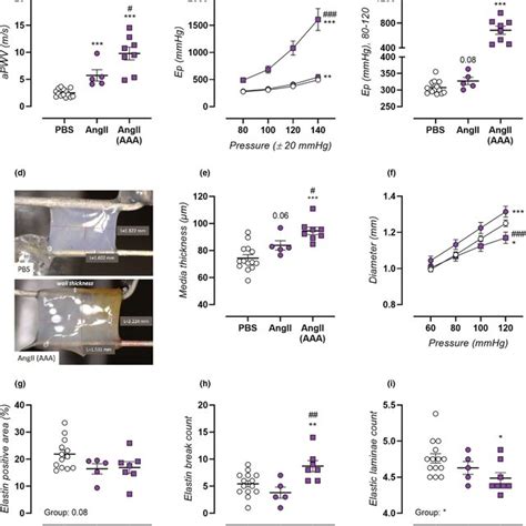 Assessment Of Basal NO Levels VGCC Contribution And Basal VSMC Tone