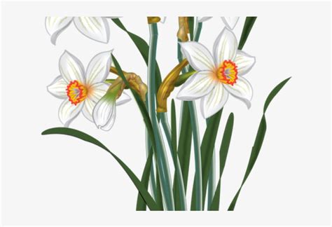 Daffodils Clipart Daffodil Flower Narcissus Clipart Transparent Png