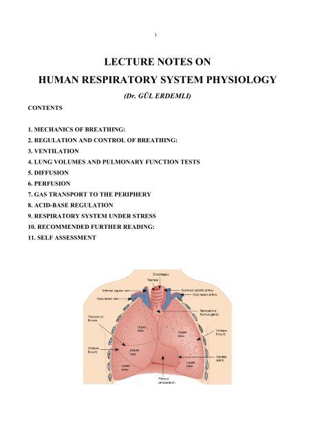 Lecture Notes On Human Respiratory System Physiology