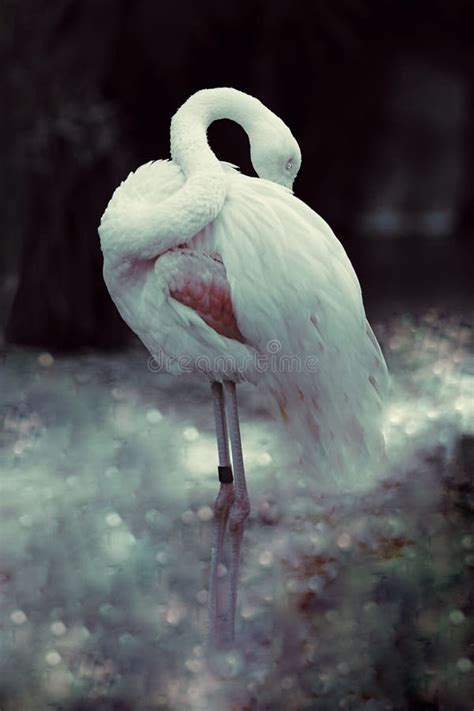 Beautiful Greater Flamingo Standing in Its Natural Habitat Stock Image - Image of greater ...