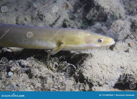 Pescados Anguila Anguila De La Anguila En El Río Limpio Hermoso Tiro