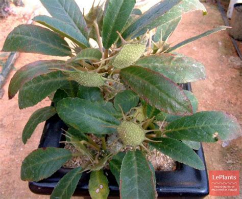 Дорстения зловонная (Dorstenia foetida) — описание, выращивание, фото ...