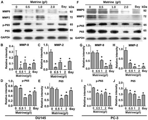 Matrine Suppresses Invasion Of Castration Resistant Prostate Cancer