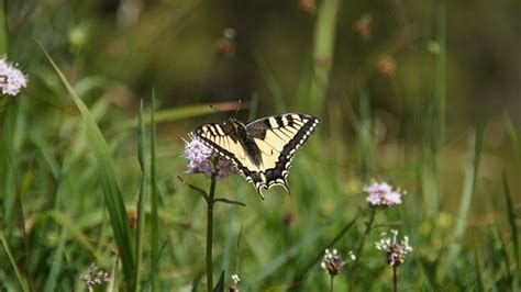 Mariposa Encajar Prado Foto Gratis En Pixabay Pixabay