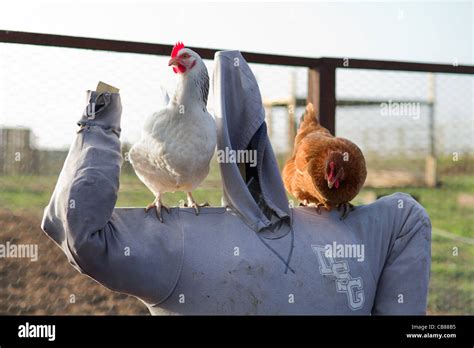 Vogelscheuche Fotos Und Bildmaterial In Hoher Aufl Sung Alamy