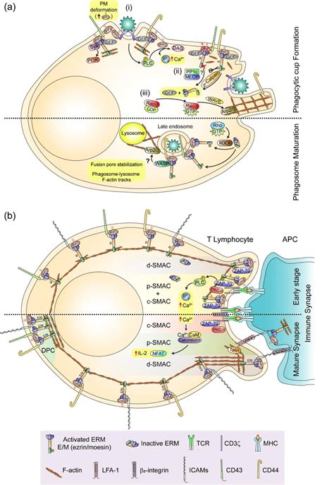 Organization Of Leukocyte Interactions By Erms A The Phagocytic Cup