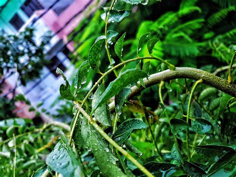 Beautiful Raindrops on Green Leaves - PixaHive