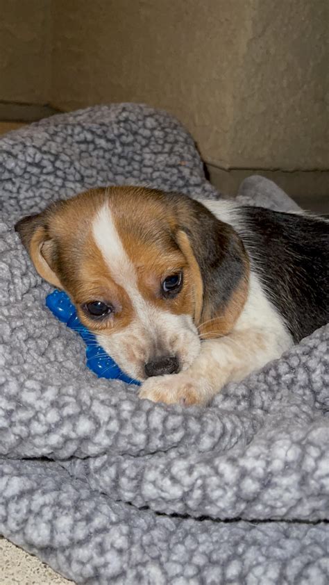 8568 best r/beagle images on Pholder | I lost my best friend this week and I don't know what to