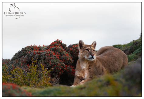 Cougar In Patagonia And Pampas Cat Fm Forums