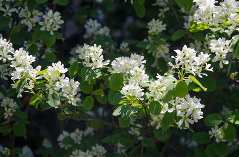 Amelanchier - Trees and Shrubs Online