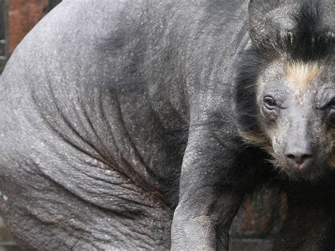 Chernobyl Animal Mutation 