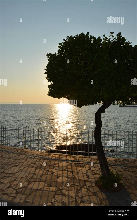 Albero Di Ulivo In Riva Al Mare Immagini E Fotografie Stock Ad Alta