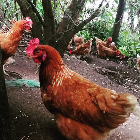 Gallina Isa Brown 16 Semanas Crianza Granja