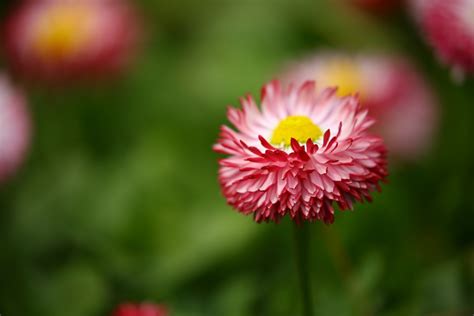 Kostenlose foto Natur blühen Feld Fotografie Wiese Blume lila