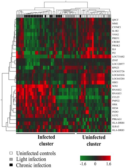 Heat Map Representing Hierarchical Clustering Of Gene Expression For Download Scientific