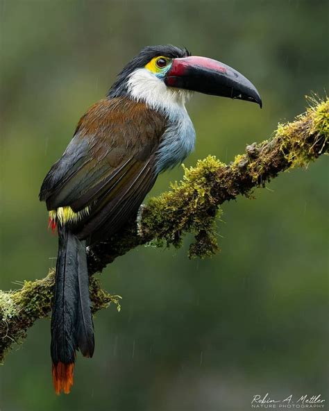 Black Billed Mountain Toucan Andigena Nigrirostris I 2021