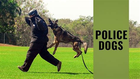 Police Dogs - Types, Breeds, Training, And Their Complicated Tasks - Petmoo