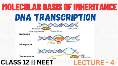 DNA Transcription In Prokaryotes Eukaryotes MOLECULAR BASIS OF