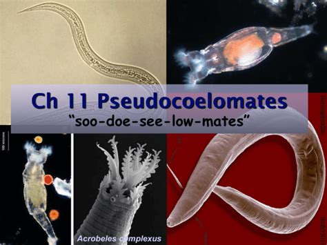 Ch 15 Pseudocoelomate Animals