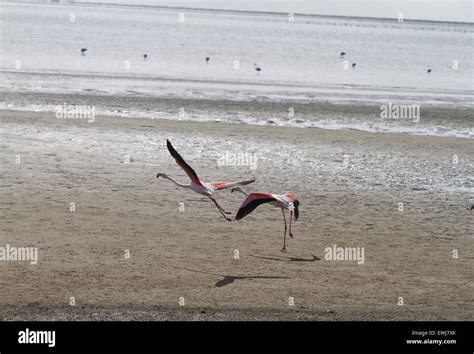 Namibian Birds Hi Res Stock Photography And Images Alamy