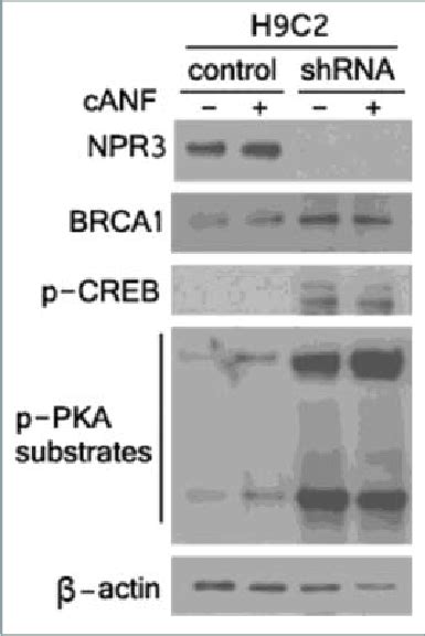 Upregulation Of Breast Cancer Type Susceptibility Protein Brca