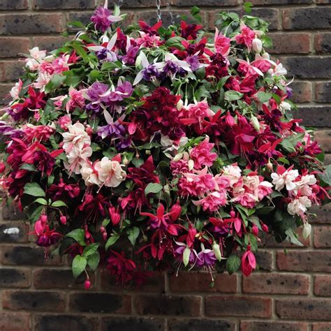 Fuchsia Trailing Mix Pre Planted Hanging Basket 35cm Garden Plant Half