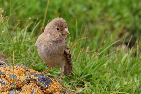 21 Pictures of Finches (All Types) - Bird Nature