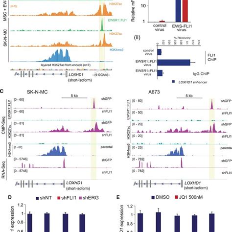 Ewsr1fli1 Binding To The Polymorphic Ggaa Microsatellite Creates A De