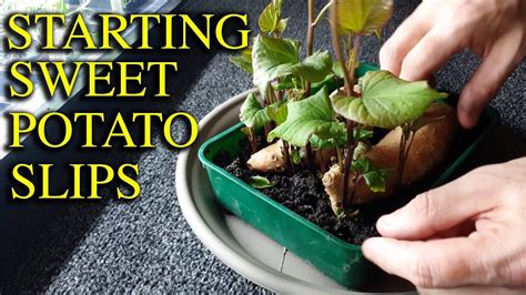 How To Grow Sweet Potato Slips Productively In 2020 Growing Sweet Potatoes Sweet Potato Slips