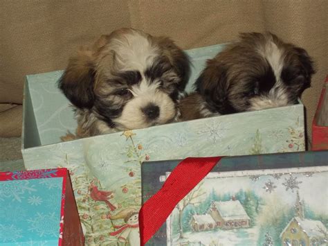 Shih-Tzu Havanese Puppies Perfect Christmas Present | Puppies For Sale