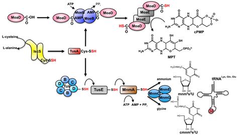 Biomolecules Free Full Text Shared Sulfur Mobilization Routes For