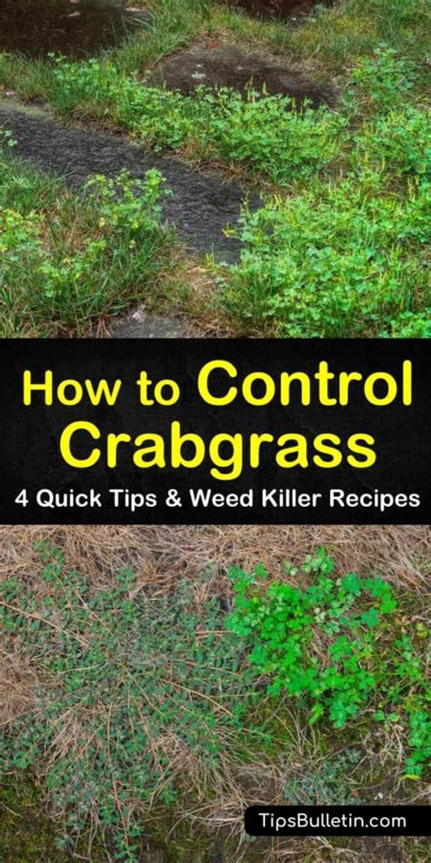 4 Quick Tips To Control Crabgrass