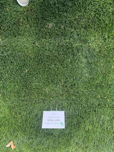 Hattrick Perennial Ryegrass Twin City Seed Company