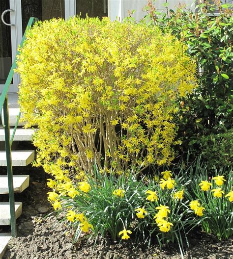 Pruning Forsythia - How and When to Trim Forsythia Bushes